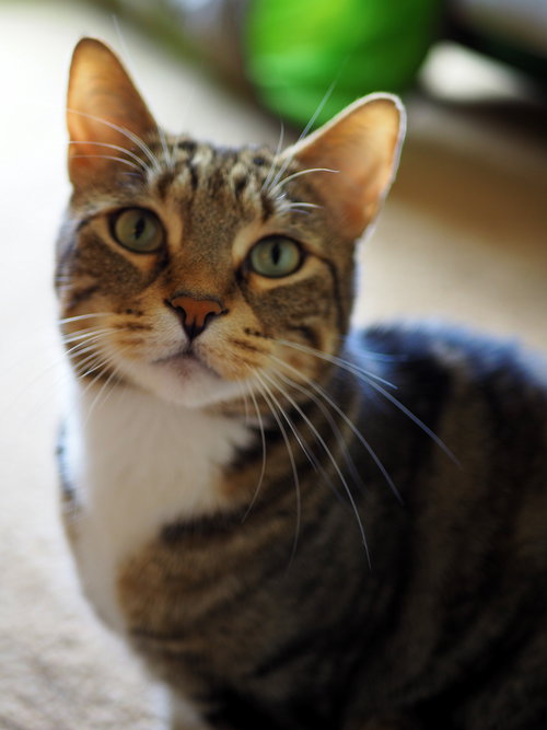 Offered by Owner FINNEGAN - Young FIV Male