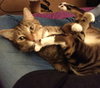 Offered by Owner FINNEGAN - Young FIV Male