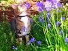 Offered by Owner FINNEGAN - Young FIV Male