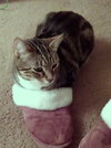 Offered by Owner FINNEGAN - Young FIV Male