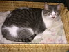 Offered by Owner TIKKA & TIGER Bonded young adults