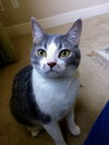 Offered by Owner TIKKA & TIGER Bonded young adults