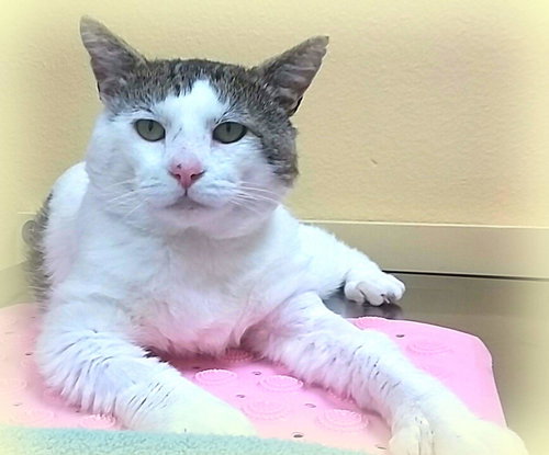 Offered by Owner JOSEPH - young male adult