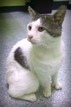 Offered by Owner JOSEPH - young male adult