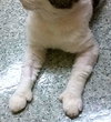 Offered by Owner JOSEPH - young male adult