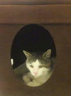 Offered by Owner JOSEPH - young male adult