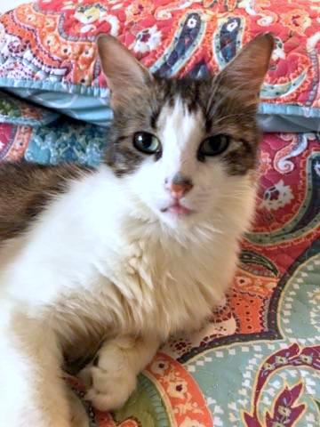 Offered by Owner SOPHIE - young adult