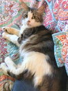 Offered by Owner SOPHIE - young adult