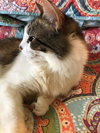Offered by Owner SOPHIE - young adult