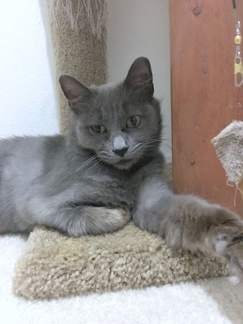 LIATH  - Young Adult Female