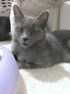 LIATH  - Young Adult Female