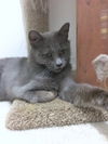 LIATH  - Young Adult Female