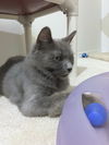 LIATH  - Young Adult Female