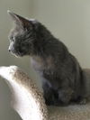 LIATH  - Young Adult Female