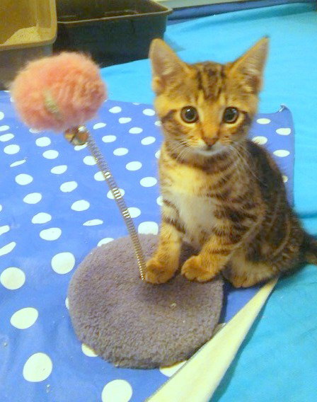 CHIP and GADGET - Sibling kitten pair