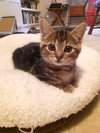 CHIP and GADGET - Sibling kitten pair
