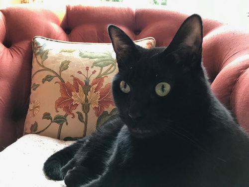 Offered by Owner IVY - young adult Female