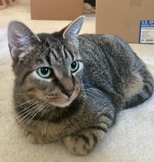 Offered by Owner MACKEREL Senior Male
