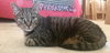 Offered by Owner MACKEREL Senior Male