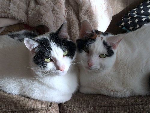 Offered by Owner BLOOMIE & TOOTS Bonded Pair