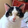 Offered by Owner BLOOMIE & TOOTS Bonded Pair