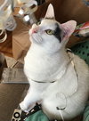 Offered by Owner BLOOMIE & TOOTS Bonded Pair