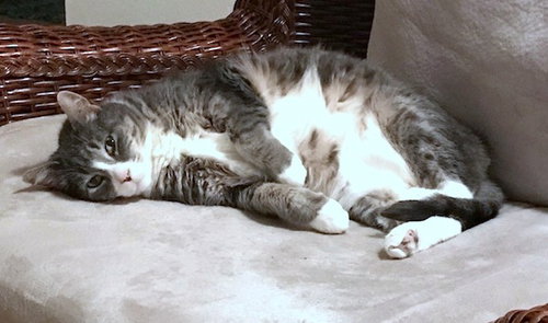 Offered by Owner LILY Senior Sweetheart