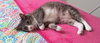 Offered by Owner LILY Senior Sweetheart