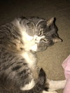 Offered by Owner LILY Senior Sweetheart