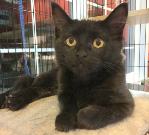 Jet  - Male Kitten
