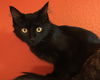 Jet  - Male Kitten