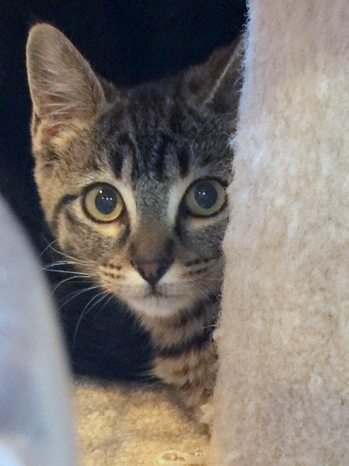 Sky - Female Kitten