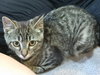 Sky - Female Kitten