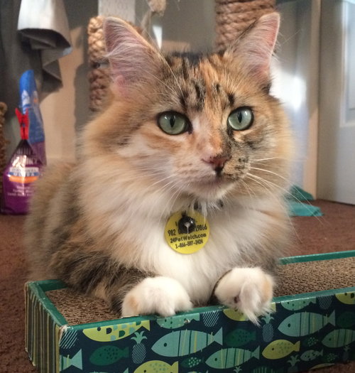Offered by Owner STELLA