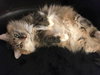 Offered by Owner STELLA
