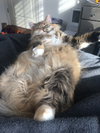 Offered by Owner STELLA