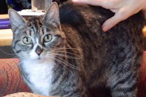 Offered by Owner ROSETTA - Adult female
