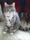 Offered by Owner ROSETTA - Adult female
