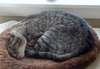 Offered by Owner ROSETTA - Adult female