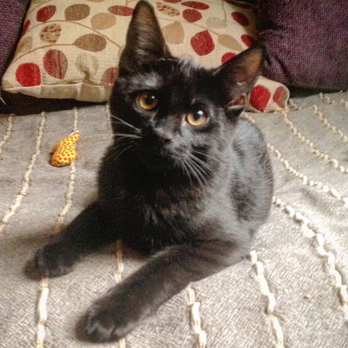 Offered by Owner - PIPPA