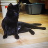 Offered by Owner - PIPPA