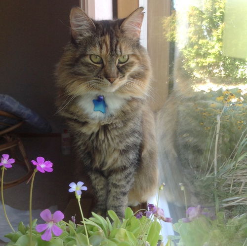 Offered by Owner - UKI - Adult female