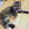 Offered by Owner - UKI - Adult female