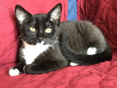 Pickle - Kitten Princess
