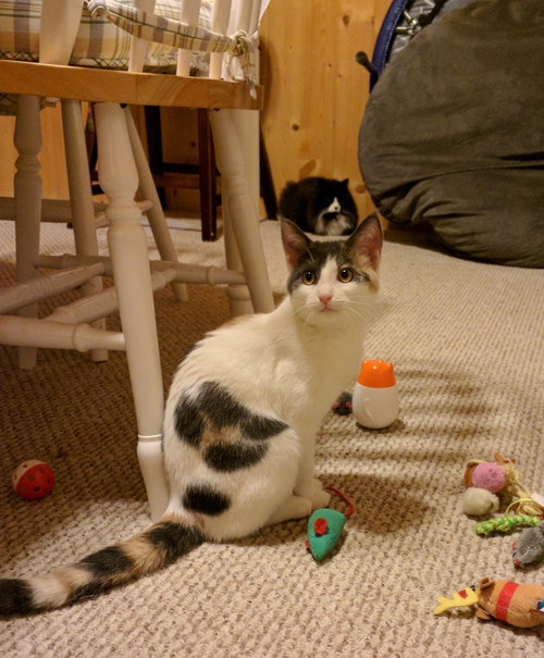 MOCHI