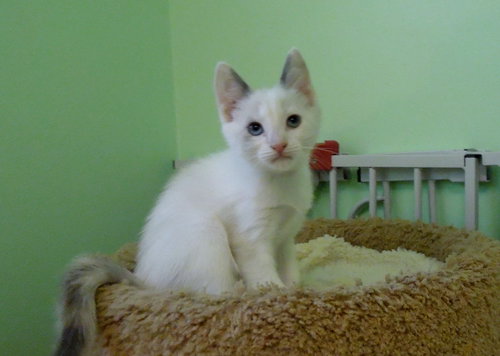 Snow White