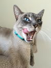 BAXTER - Young adult male