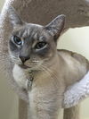 BAXTER - Young adult male