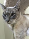 BAXTER - Young adult male