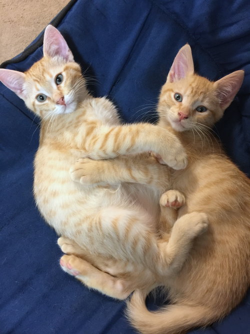 Fred and George